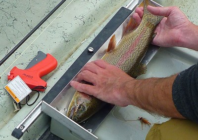 McKenzie River Wild Rainbow Trout