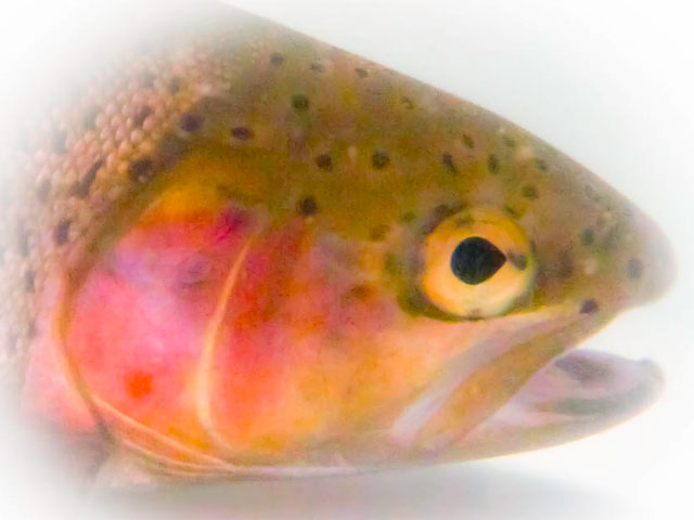 Factors Affecting Angling Productivity in a 5.1 Mile Section of the McKenzie River